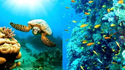 De schoonheid van de Rode Zee in de badplaats Marsa Alam.