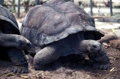Aldabra-reuzenschildpadden op de Seychellen