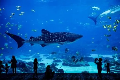 De beste aquaria voor gezinsvermaak