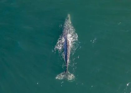 Grijze walvis in Mexico