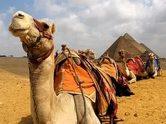 Egypte Transfers