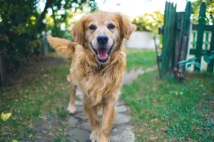 Pet heeft plezier in Parijs