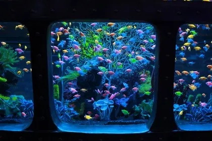 Bijzondere datum in het oceanarium