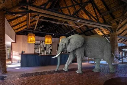 Wild dier in Zambia Hotel